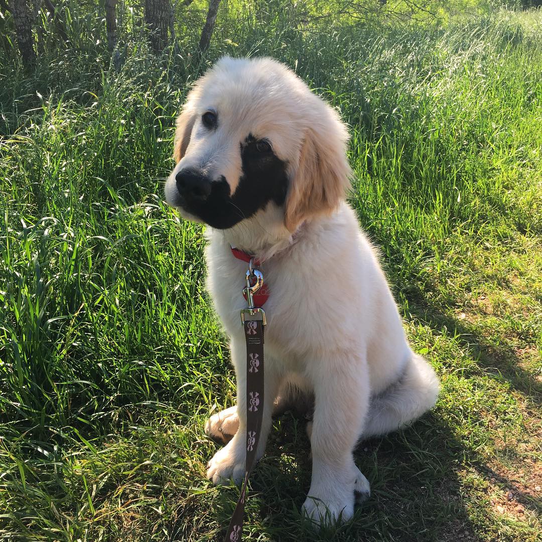 Ce golden retriever est né avec une adorable tache noire sur le visage